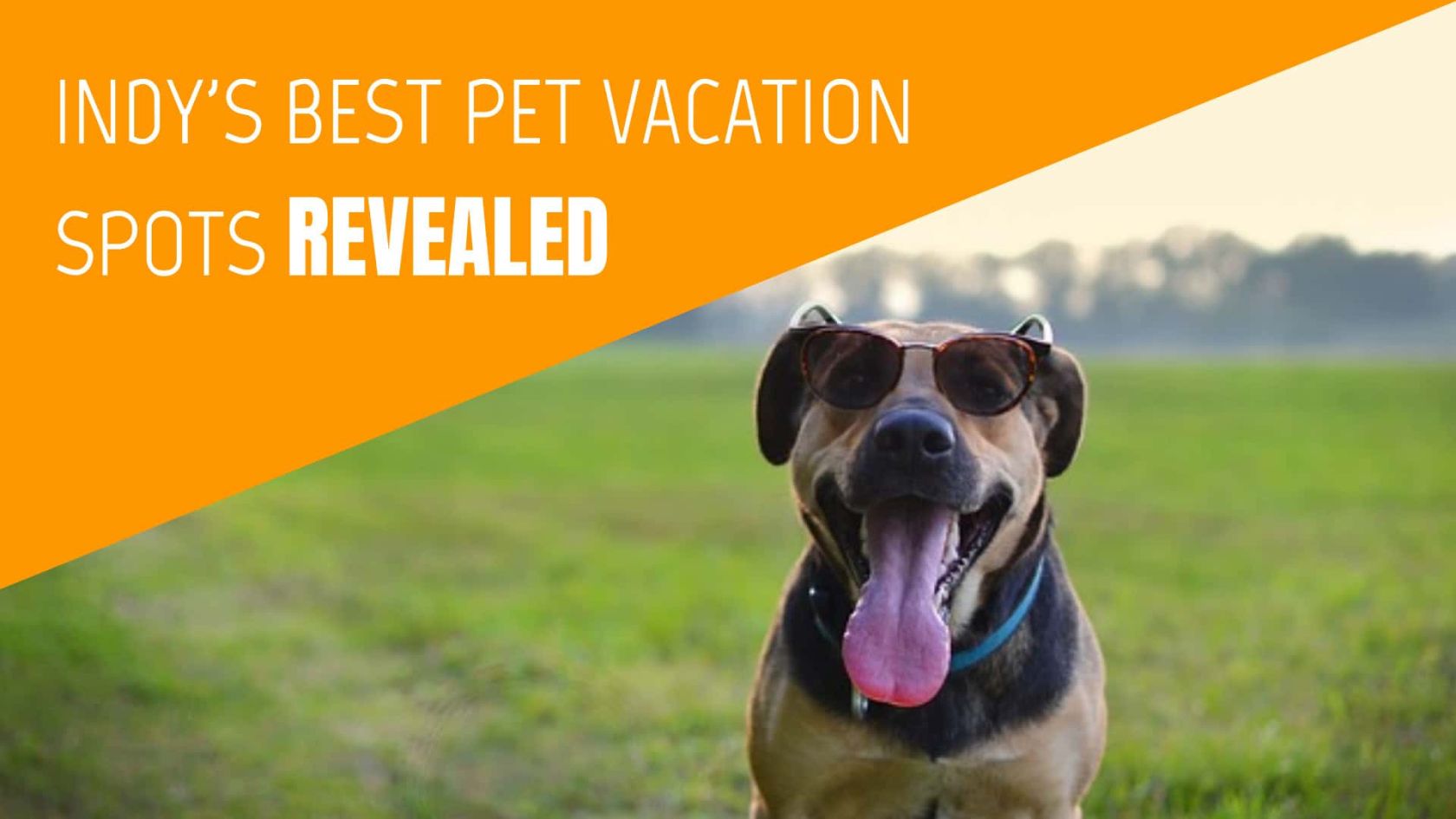 Best Vacation Sots in Indy Revealed (dog on right)