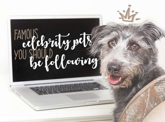 famous celebrity pets you should be following