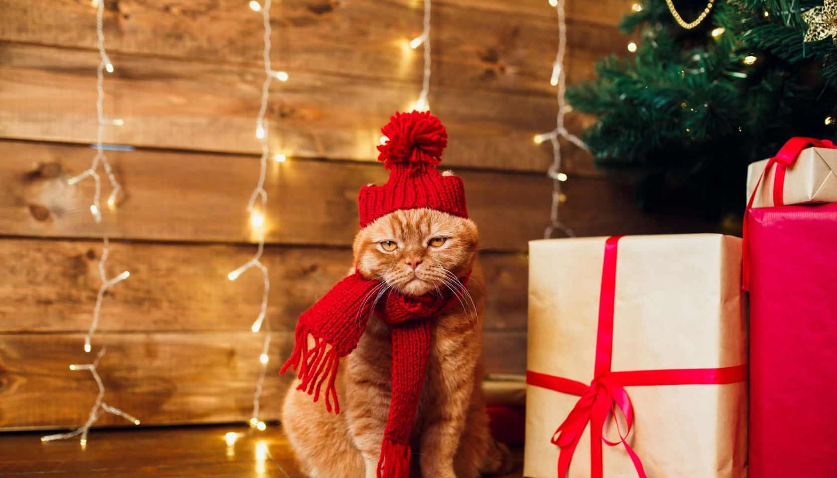 Red british cat in knitted hat and scarf sitting under Christmas tree and present boxes.