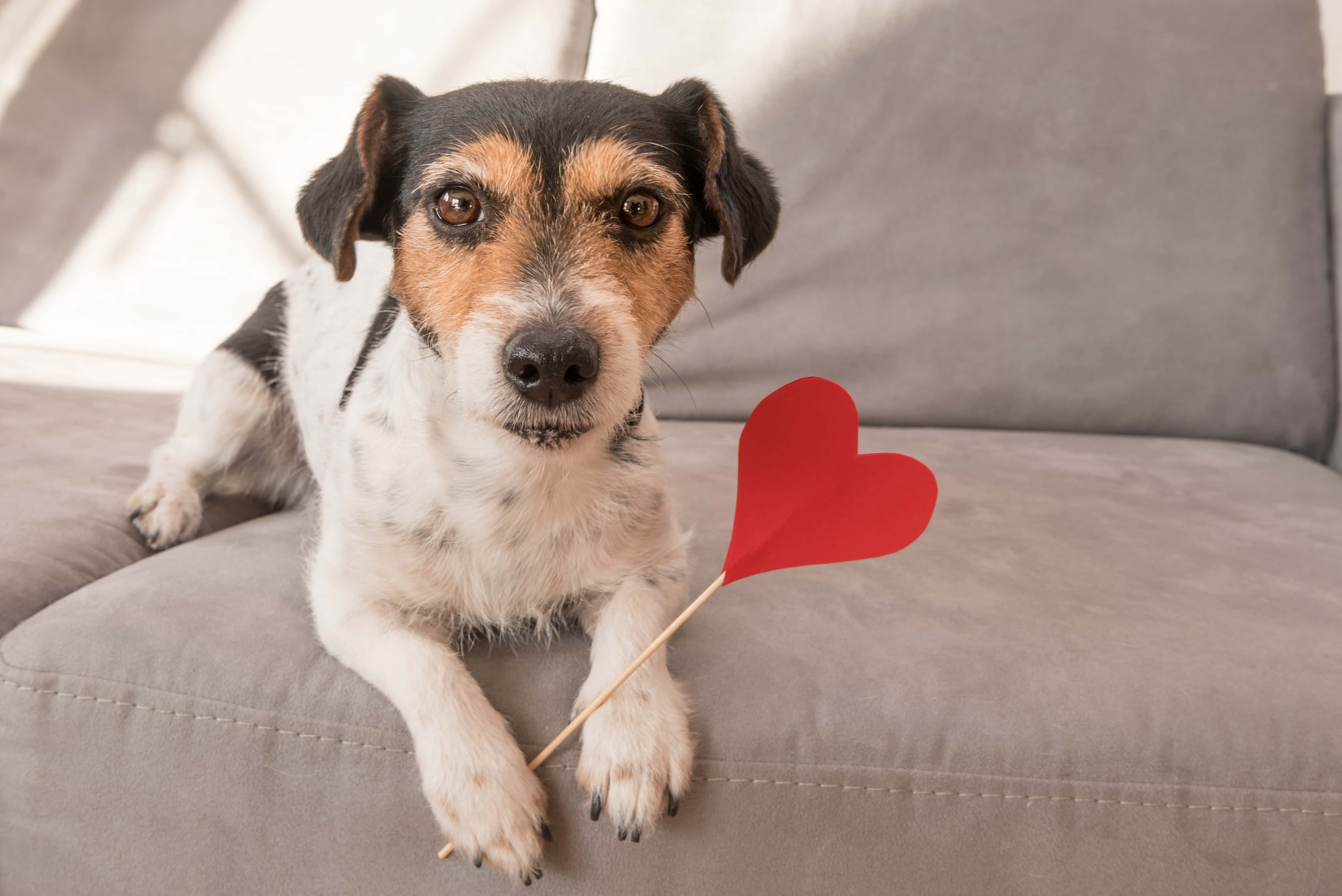Jack Russell Terrier dog. Lovable dog is holding a heart to the Valentine's Day in the mouth