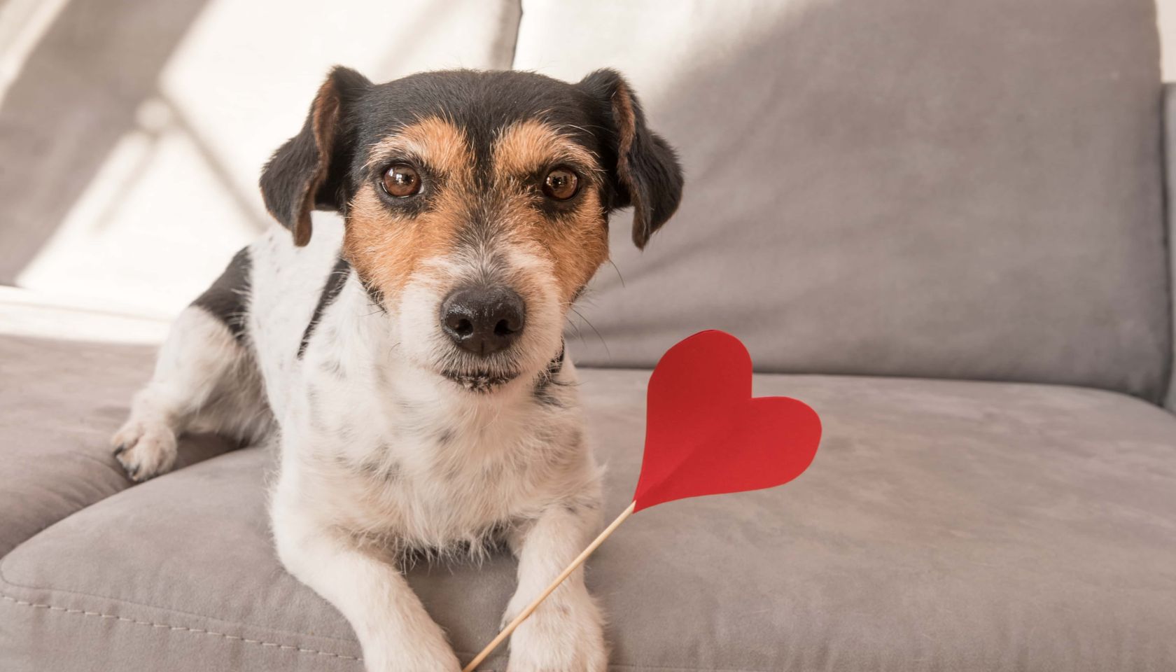 Jack Russell Terrier dog. Lovable dog is holding a heart to the Valentine's Day in the mouth