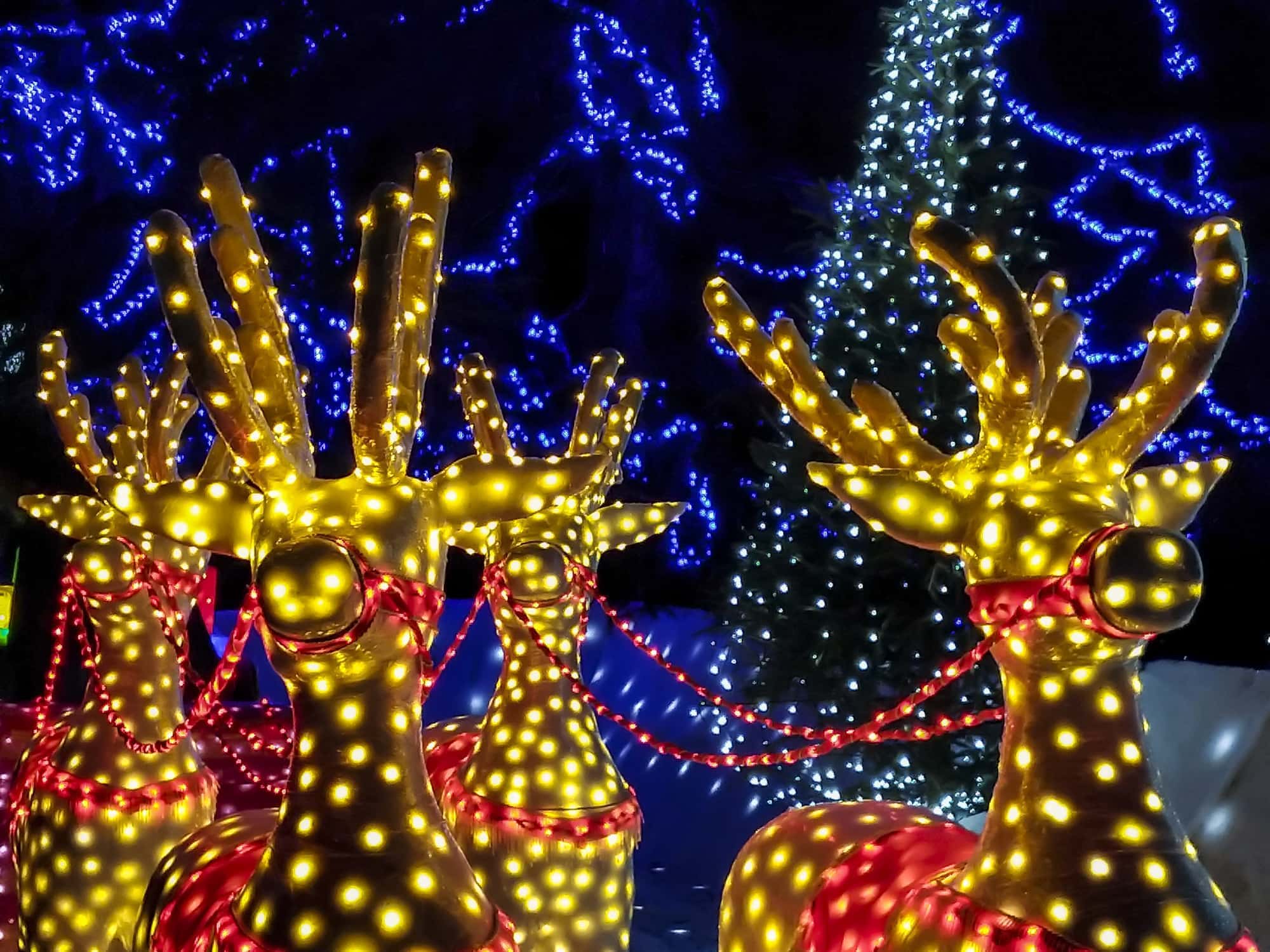 Christmas lights of reindeers