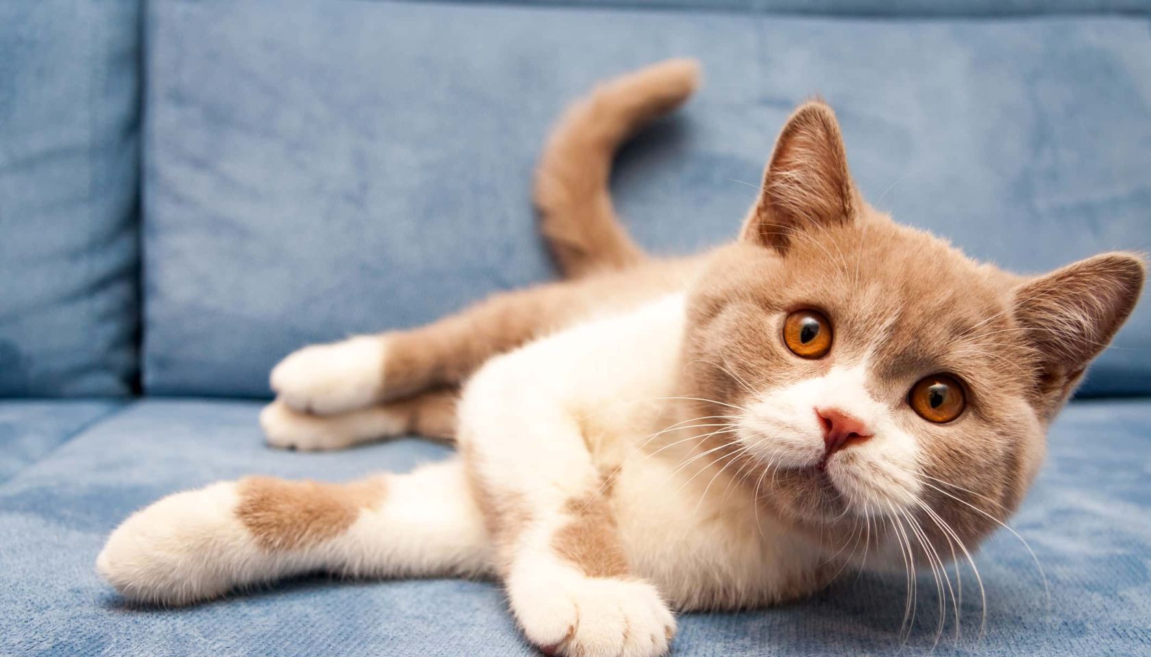 cute British lilac white bicolour cat is lying on a blue sofa and looking straight at the camera