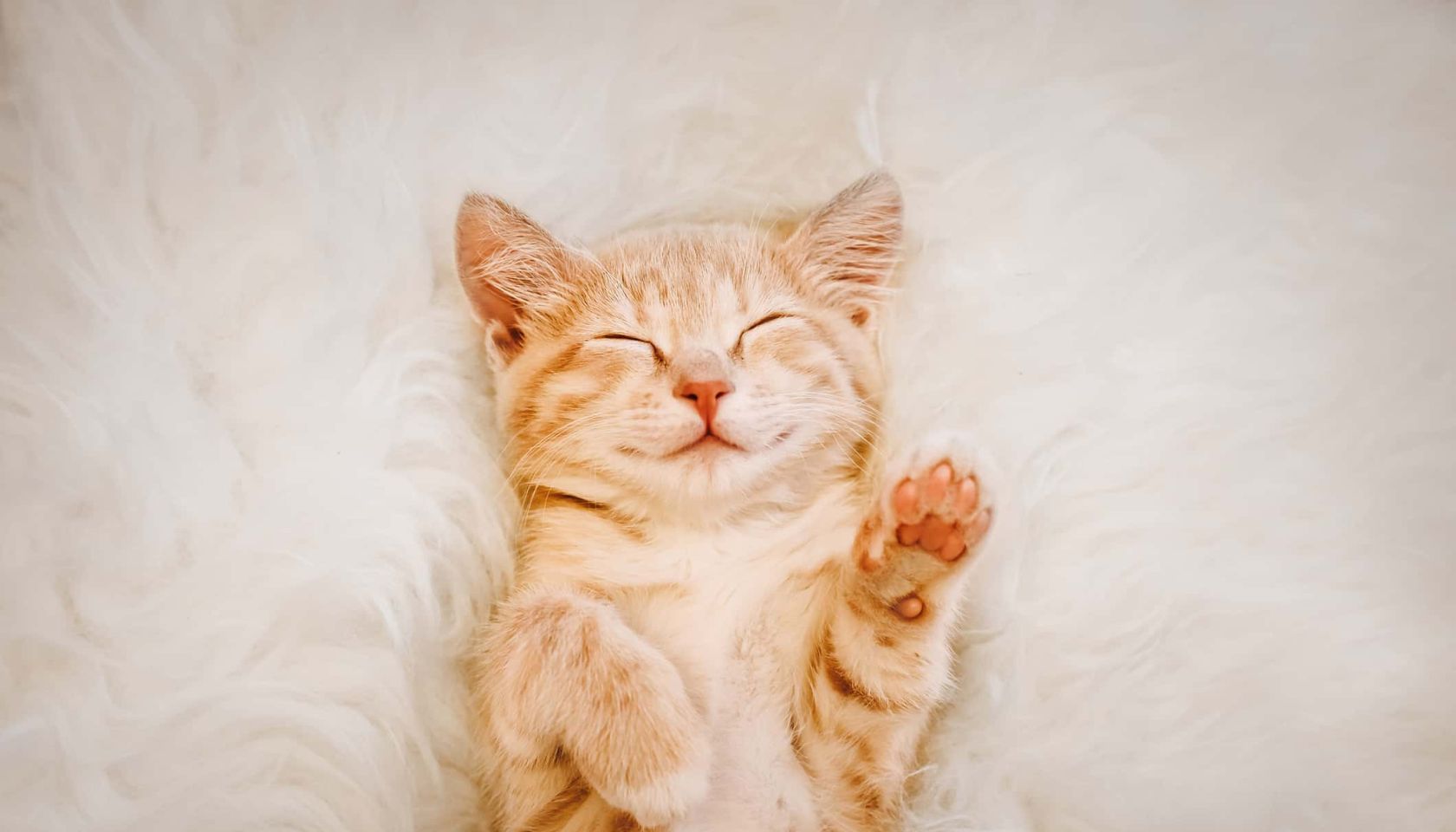 Cute, red kitten is sleeping on his back and smiling, paws up.