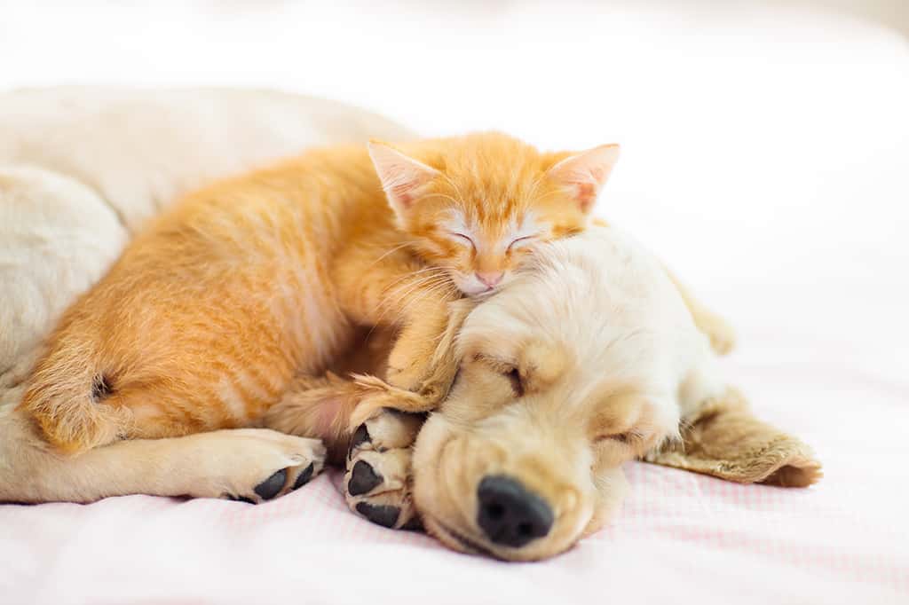 dog and cat laying on bed, adopt vs. shop