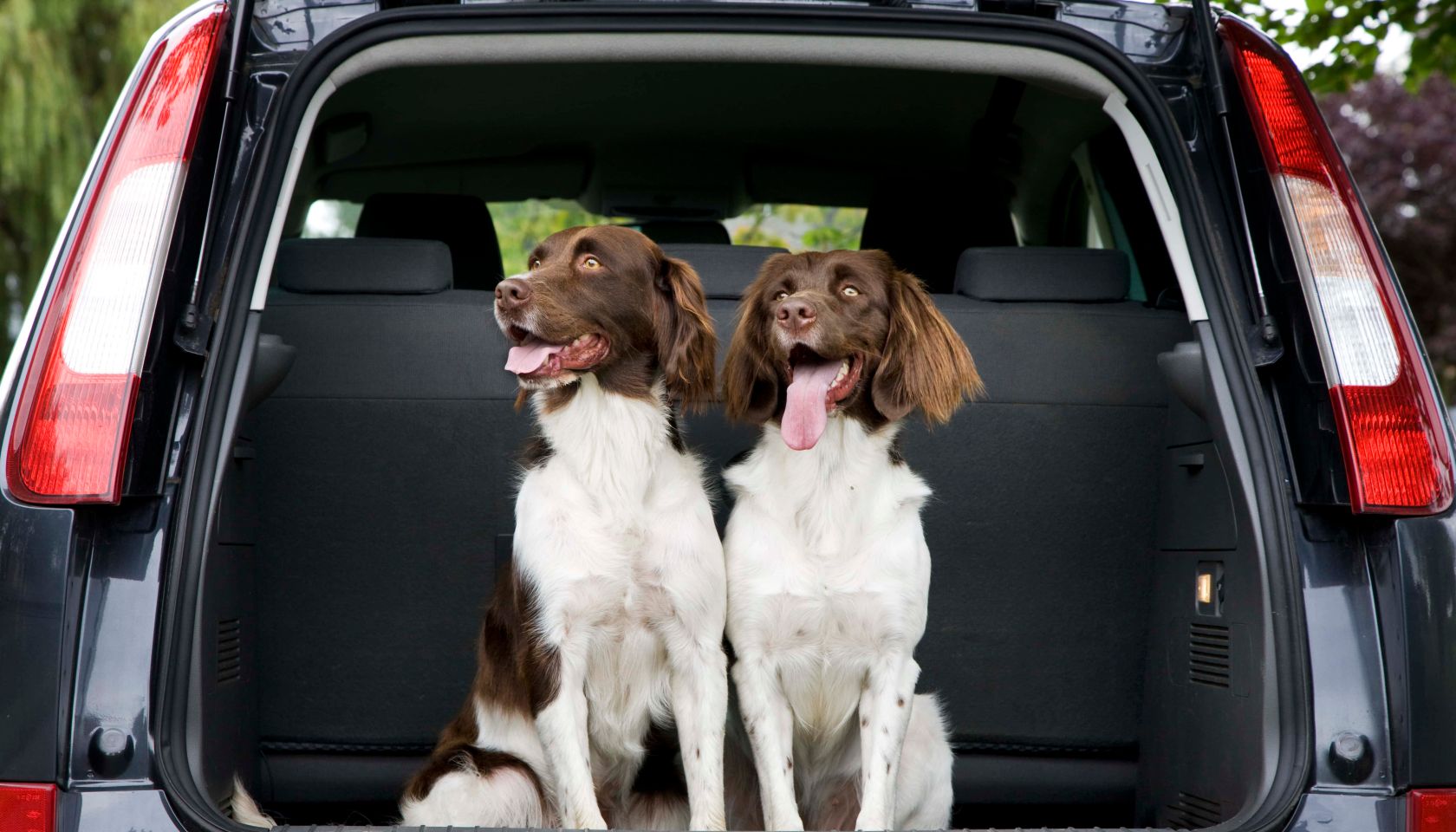 two dogs sitting in a car