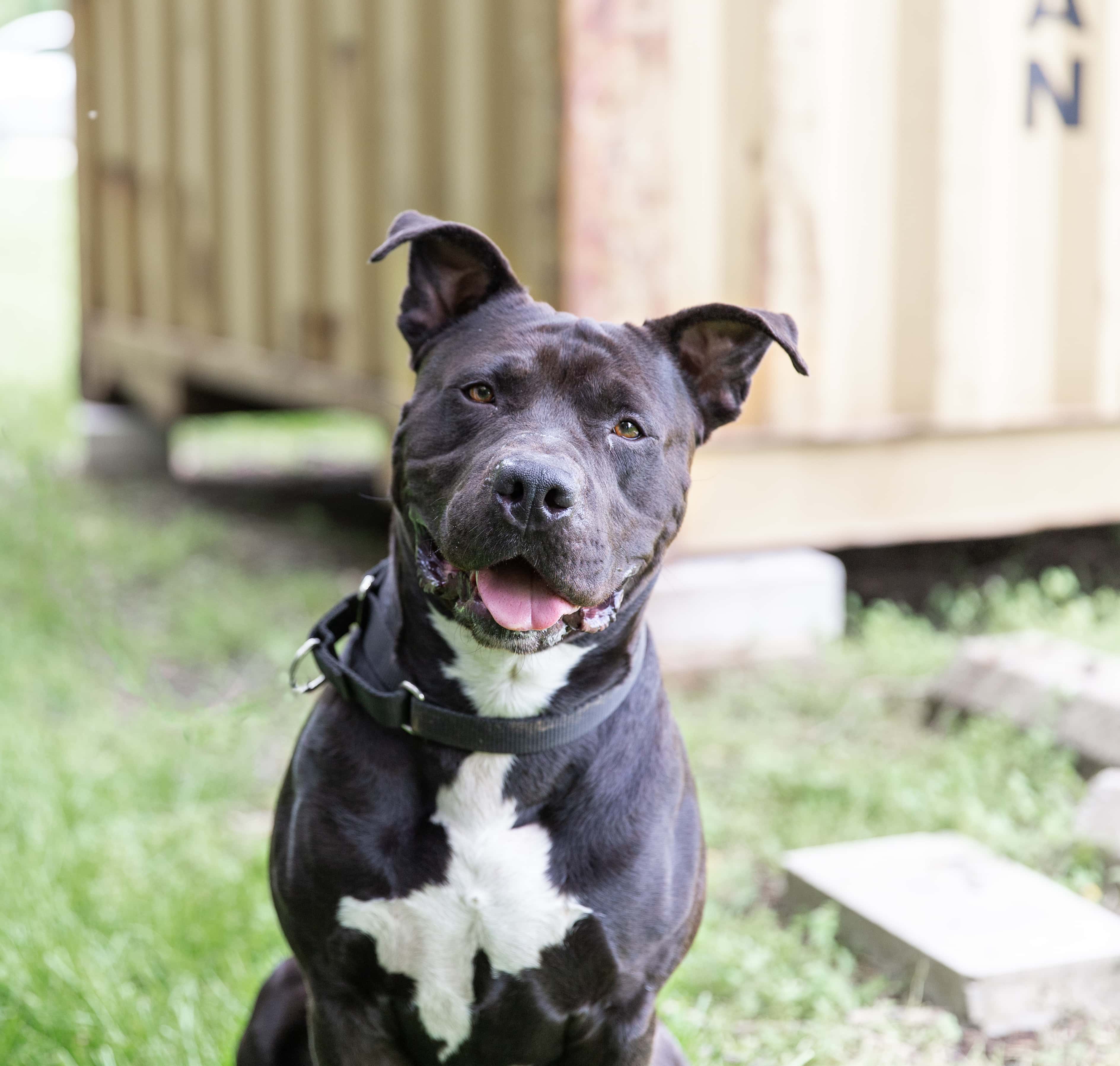 Maverick an adoptable dog