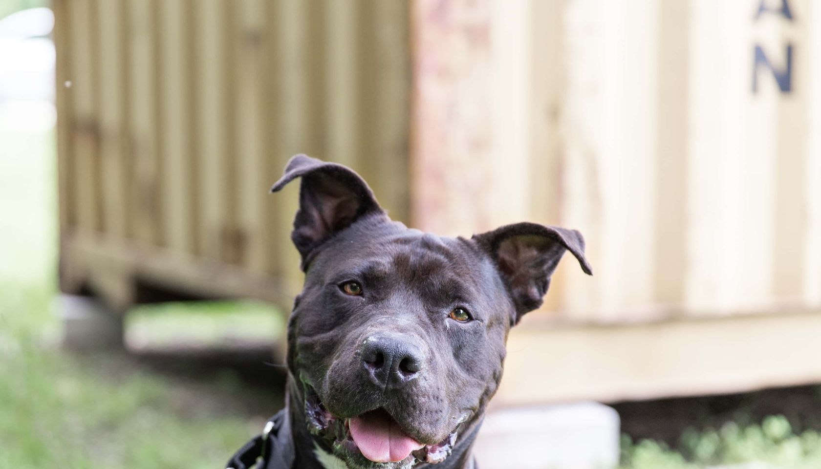 Maverick an adoptable dog
