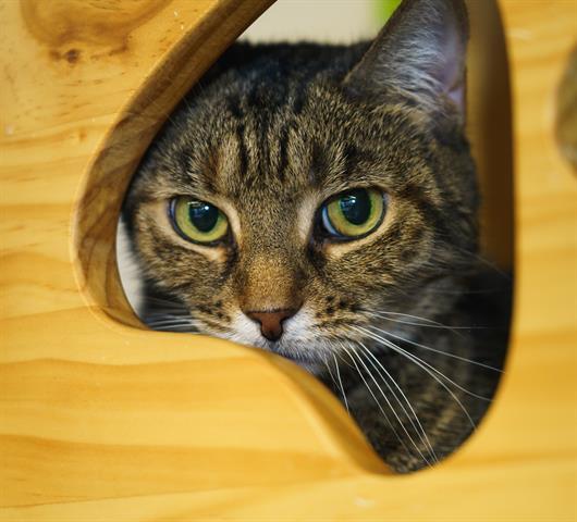 Brownie the Cat