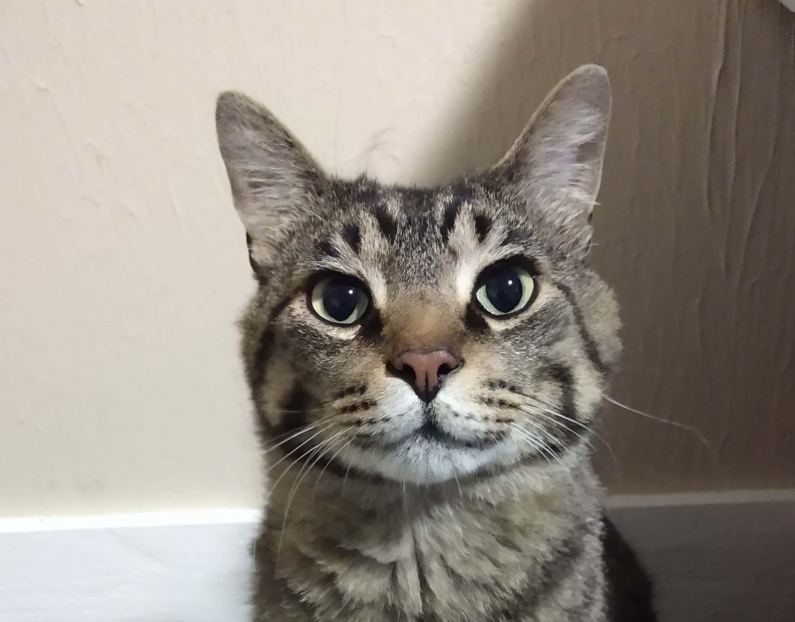 Chef the Adoptable Cat