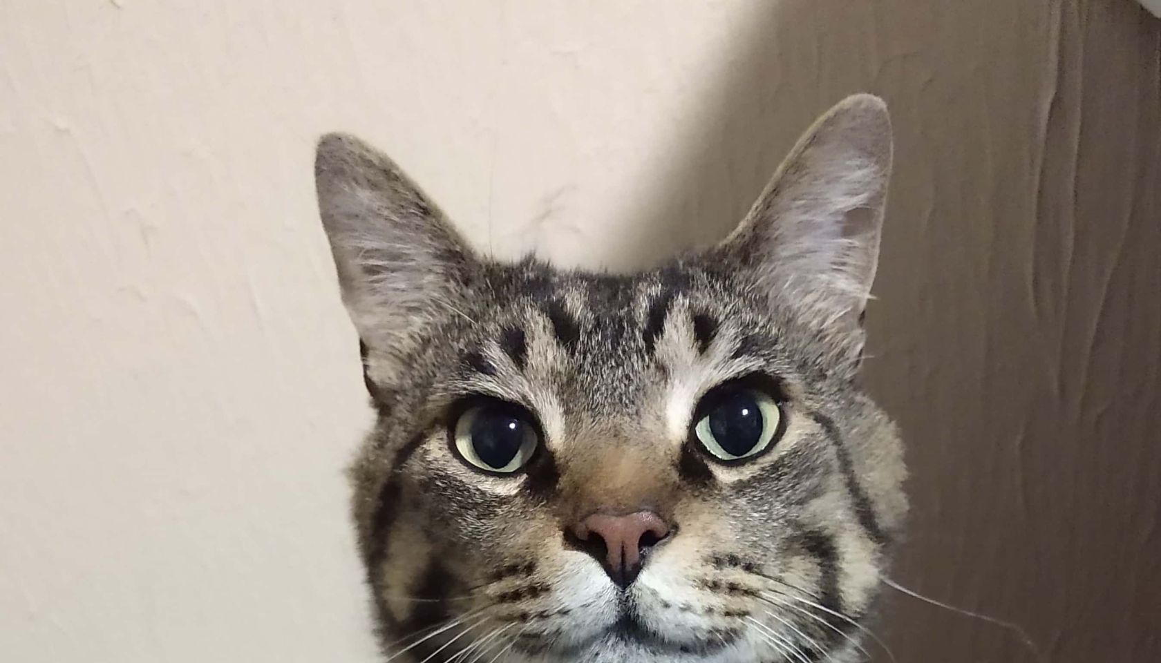 Chef the Adoptable Cat