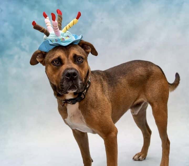 Mace Windu , adoptable dog