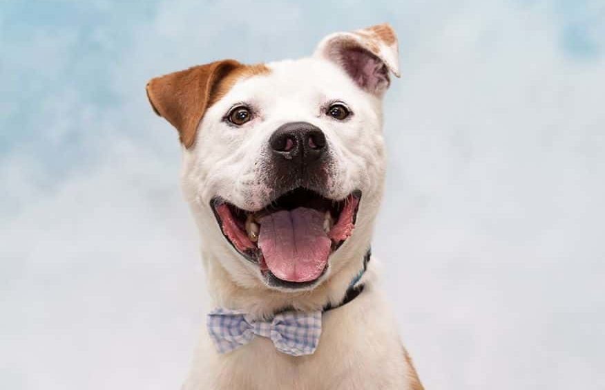 Adoptable Dog, Bean!