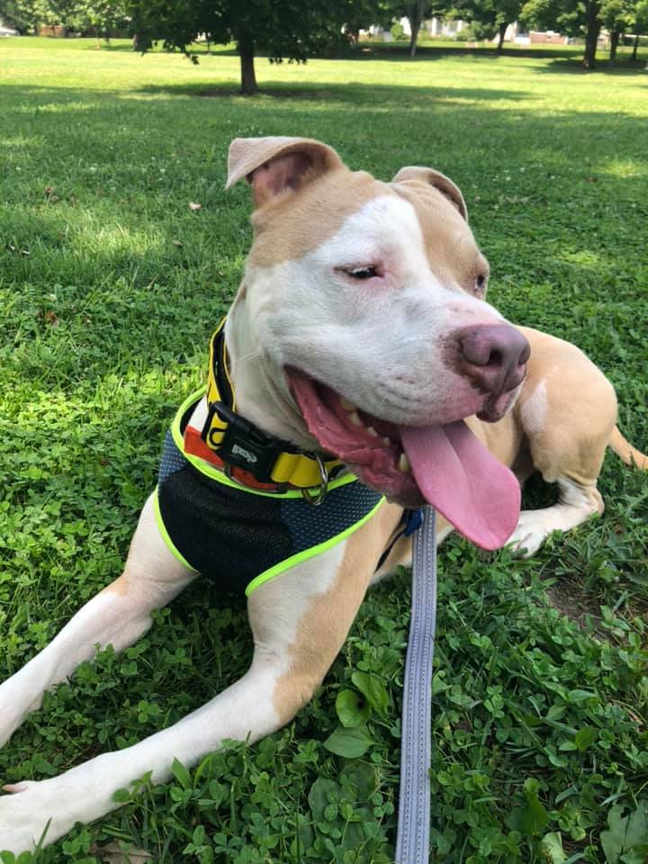 Gerrald the adoptable dog!