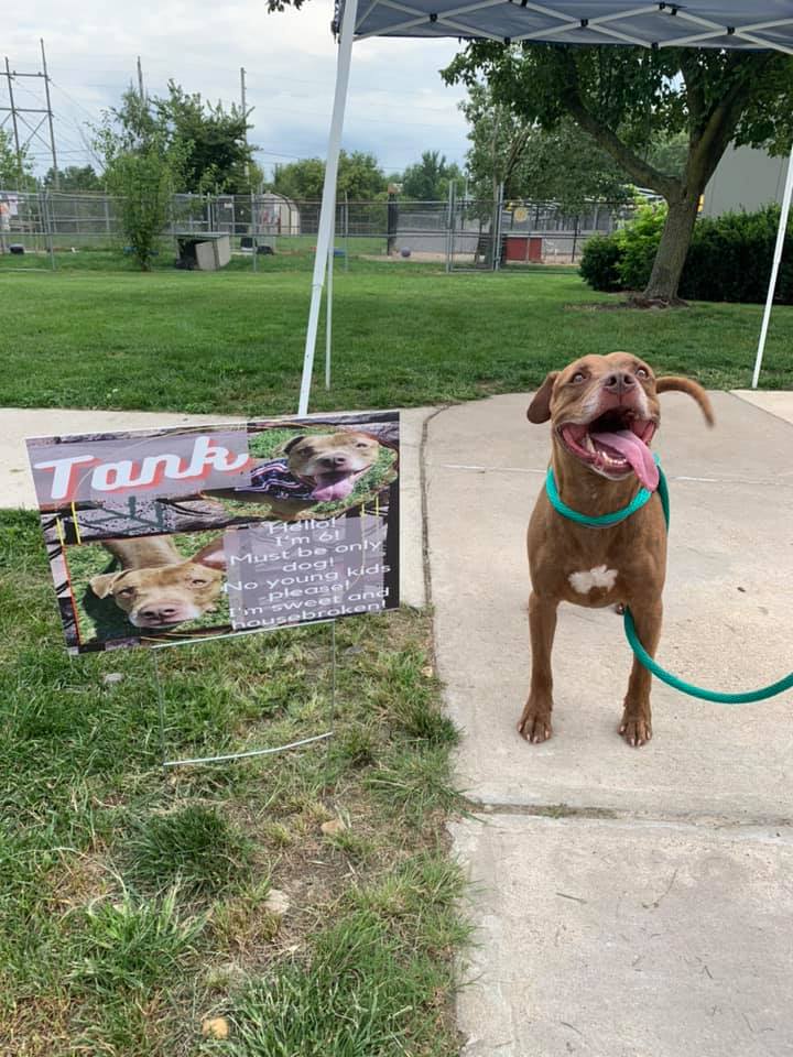 Tank the adoptable dog!