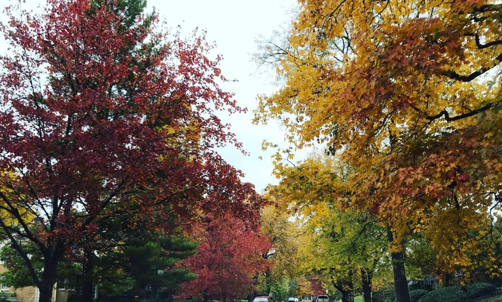 A neighborhood street filled with trees