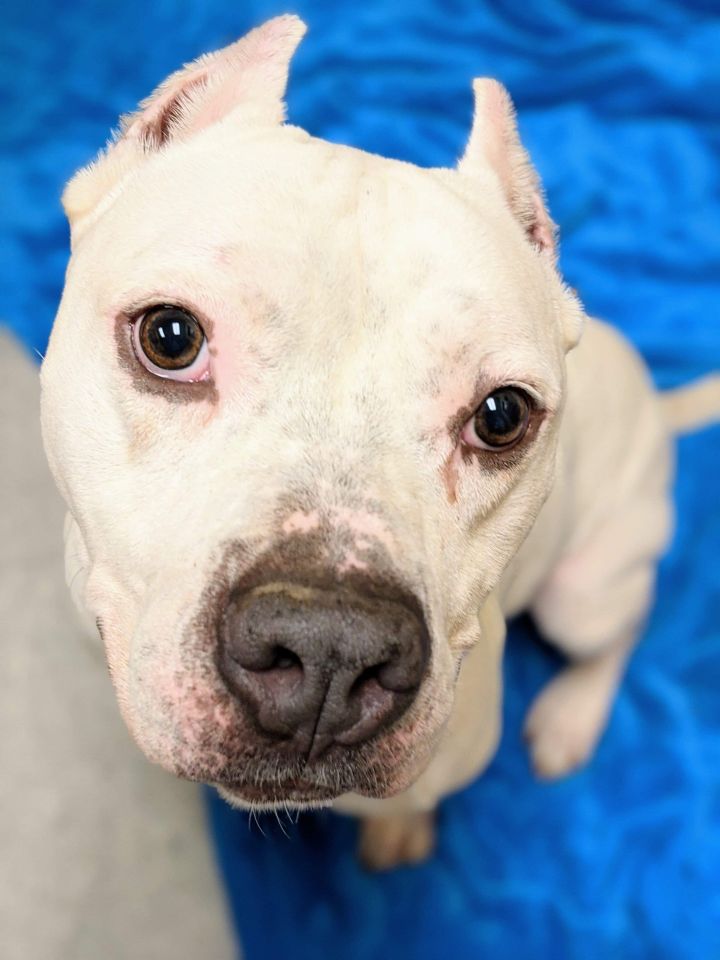 Choppo the adoptable dog