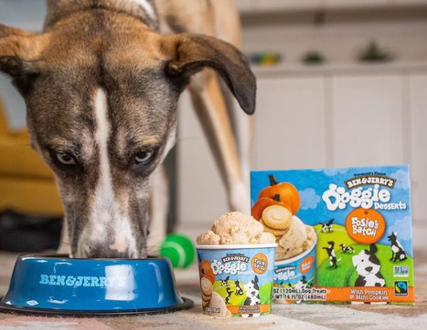 Dog eating ice cream