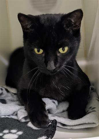 Adoptable Cat Jane