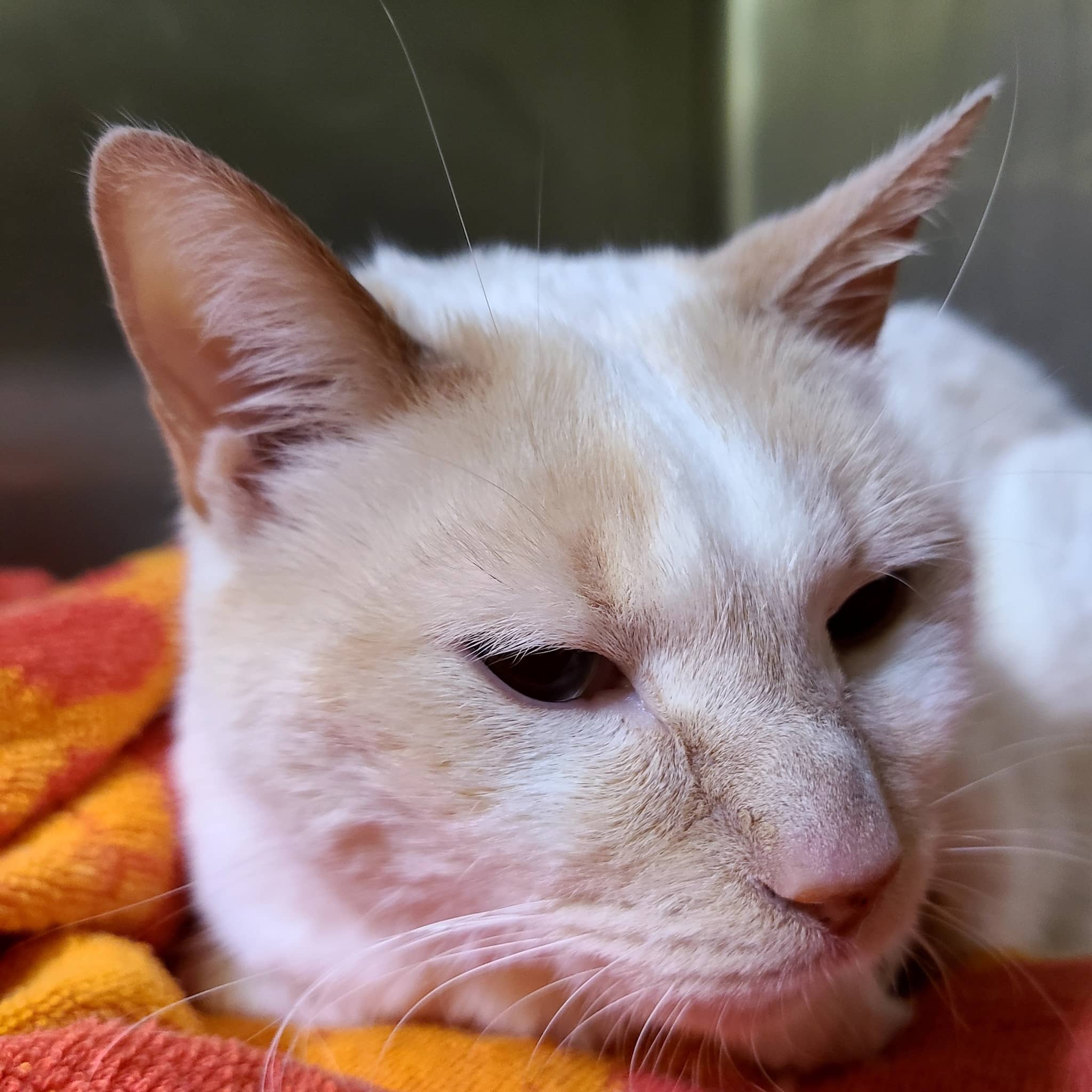 Skylor the adoptable cat