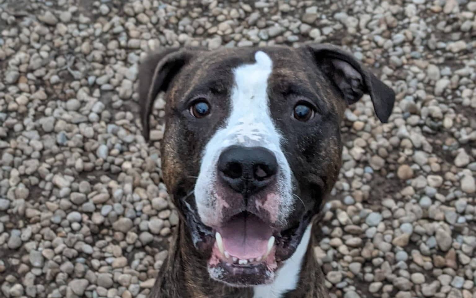 Rey the Adoptable Dog
