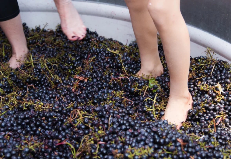 Grape Stomp at Daniel's Vineyard