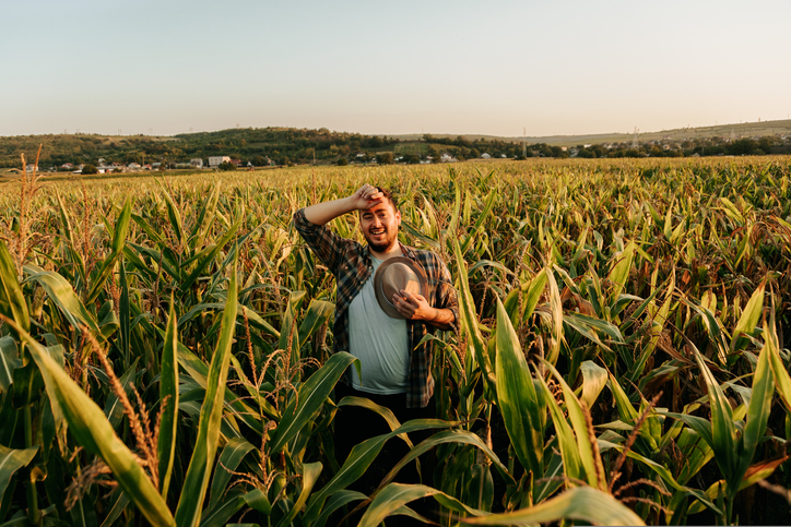 Tired young man stand in corn field, took off hat, wipes sweat from forehead