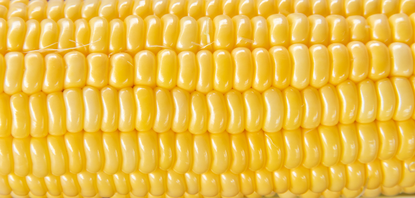 corn seed pattern