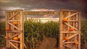 Corn maze and agricultural field. Summer harvest holiday festival