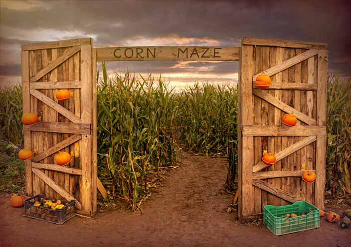 Corn maze and agricultural field. Summer harvest holiday festival