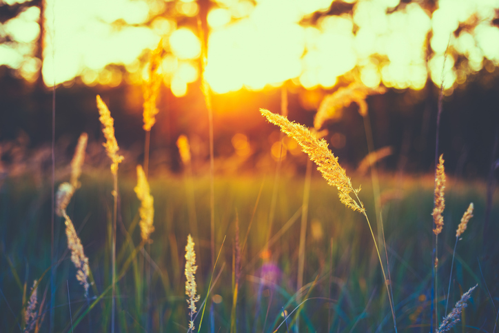 Close-Up Of Grass On Field Against Sky During Sunset