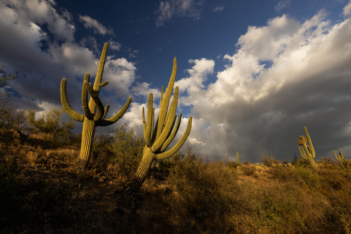Cactus amongst cloudy skies
