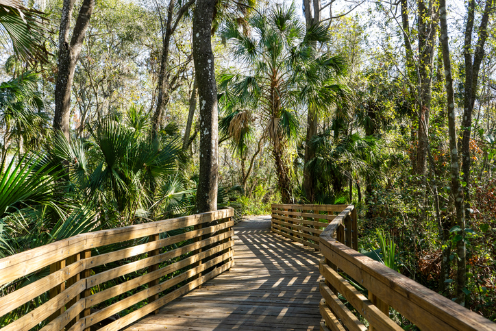 The shadows on the boardwalk bend with the turns as it exits the swamp at Eureka Springs Conservation Park in Tampa, Florida creating an inviting nature walk.