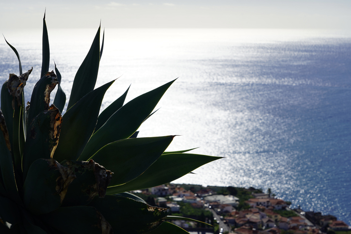 Tropical plants on the background of the ocean. Southern plants on a rock. The island of Madeira in the Atlantic Ocean. A plant on the background of the sea.