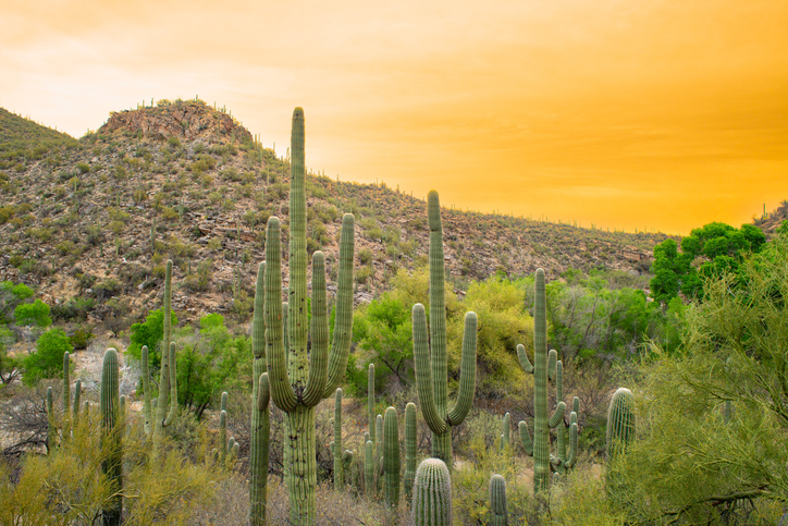 Scenic view of field against sky during sunset,Tucson,Arizona,United States,USA