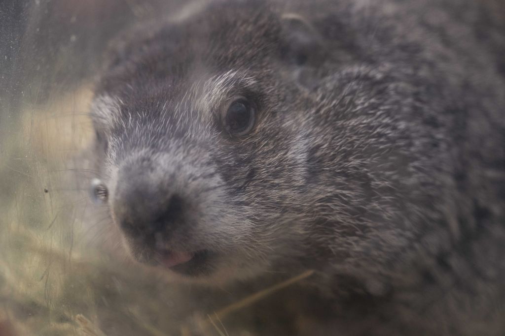 Groundhog Day in Pennsylvania