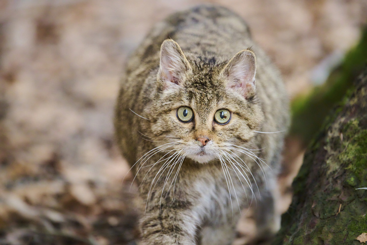 European wildcat (Felis silvestris silvestris) portrait in a forest, Bavaria, Germany, Europe