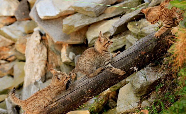Close-up of squirrel on tree,Gorkha,Western Region,Nepal