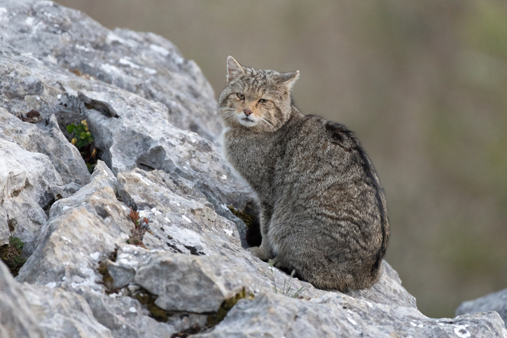 European wildcat in its environment (Felis silvestris silvestris)