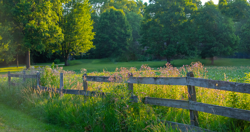 Wildflowers in a farm fence-Howard County, Indiana