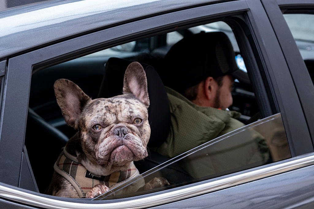 French Bulldog In London
