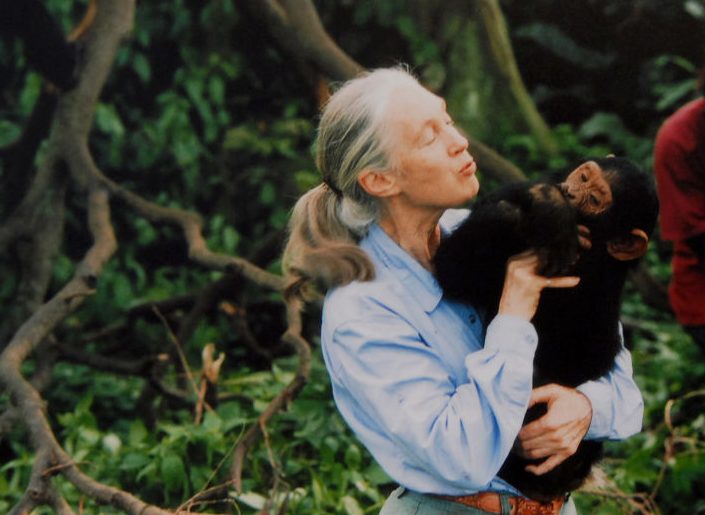 Jane Goodall, English primatologist, ethologist, and anthropologist, with a chimpanzee in her arms, c. 1995