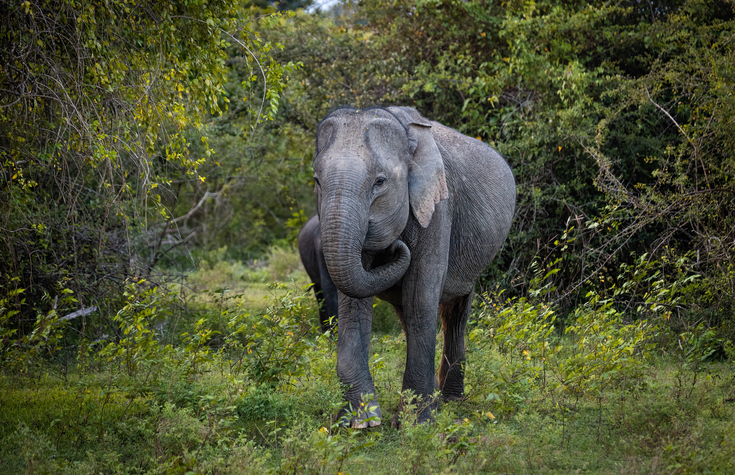 Elephant Mama and Baby – Yala National Park, Sri Lanka